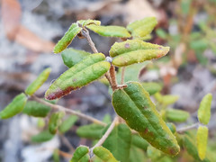 Correa reflexa scabridula