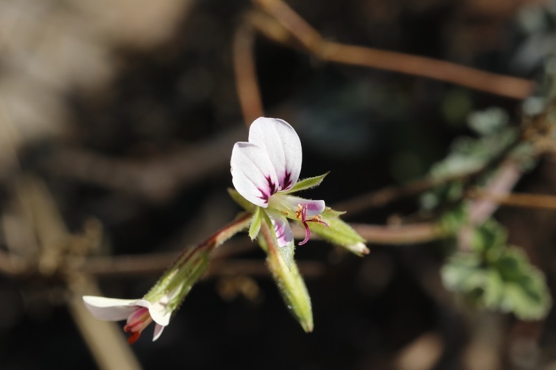 Velvet Storksbill
