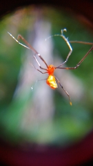 Argyrodes flavescens
