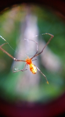 Argyrodes flavescens