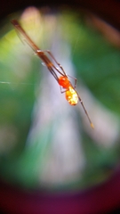 Argyrodes flavescens