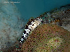Saddled Blenny photo 5