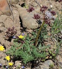 Lomatium canbyi