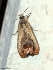 Olethreutes hamameliana