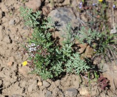 Lomatium canbyi