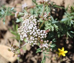 Lomatium canbyi