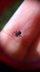 Araneus nox
