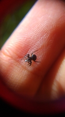 Araneus nox