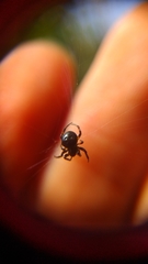 Araneus nox