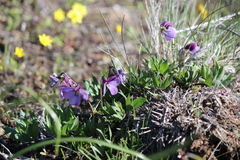 Viola trinervata