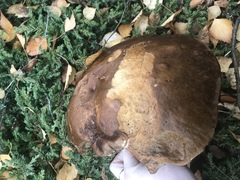 Leccinum scabrum