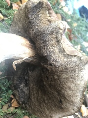Leccinum scabrum