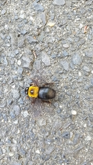 Xylocopa appendiculata circumvolans