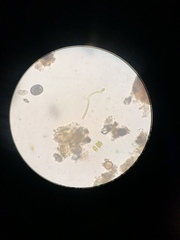 Parameciidae