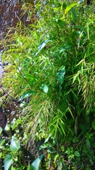 Pogonatherum crinitum