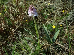 Dactylorhiza maculata ericetorum
