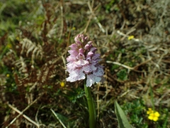 Dactylorhiza maculata ericetorum
