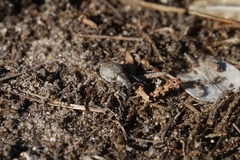 Philopedon plagiatum