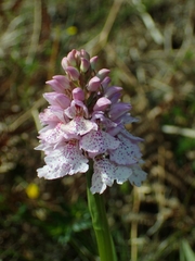 Dactylorhiza maculata ericetorum