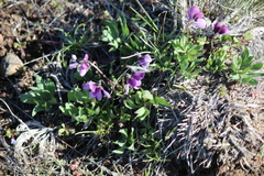 Viola trinervata