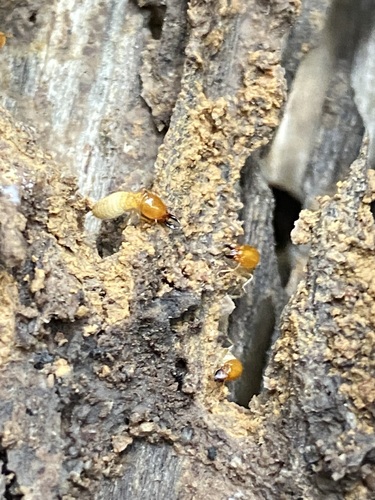 Coptotermes testaceus