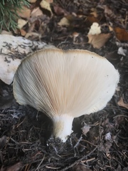 Lactarius