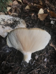 Lactarius