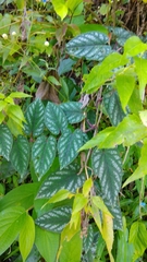 Cissus discolor