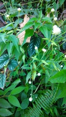 Alternanthera flavescens