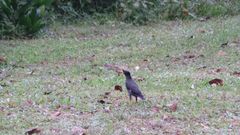 Acridotheres javanicus