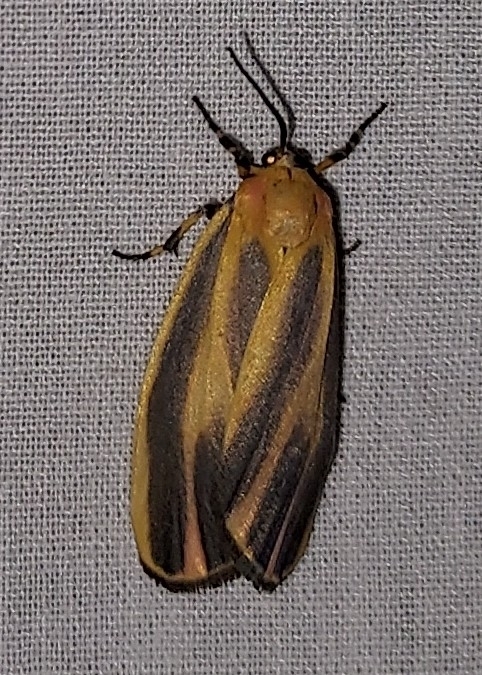 Painted Lichen Moth from 10768 Loop Road on May 25, 2024 at 10:25 PM by ...