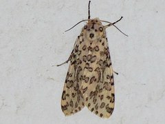 Lepidoptera