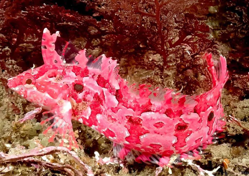 Crevice kelpfish (Gibbonsia montereyensis) — Clinidae