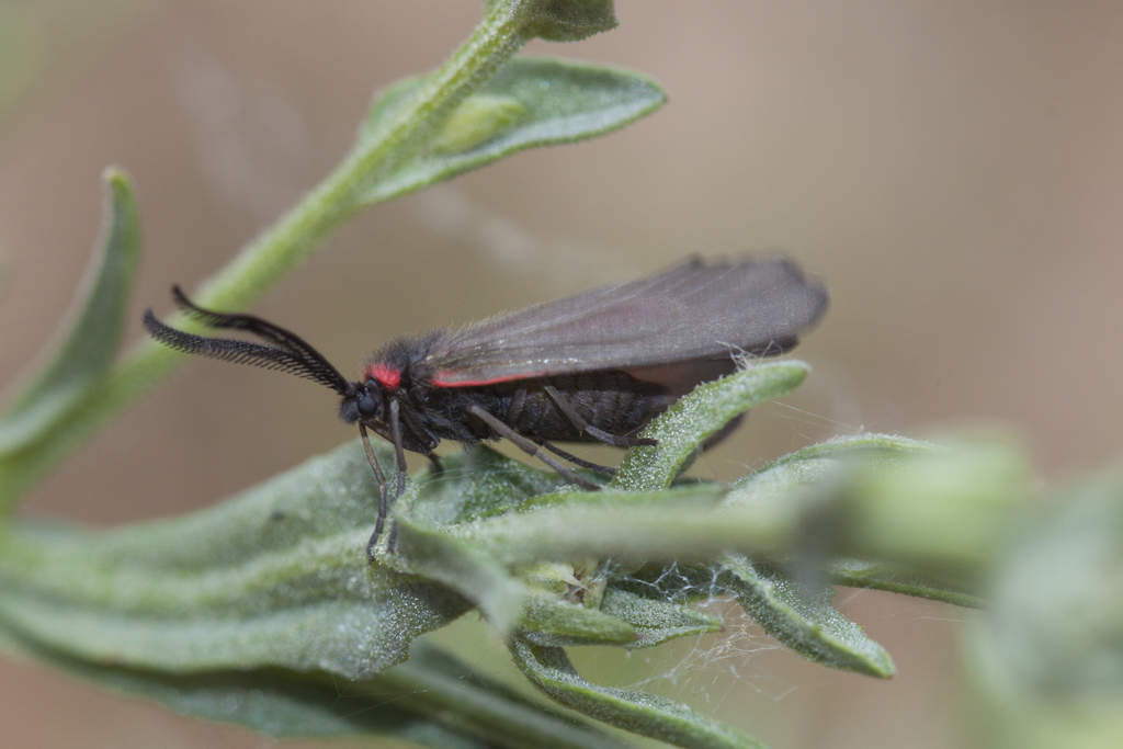 Aglaope