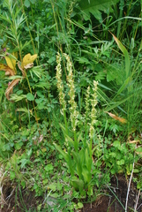 Platanthera convallariifolia
