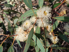 Eucalyptus cosmophylla