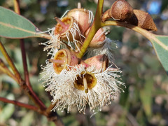 Eucalyptus cosmophylla