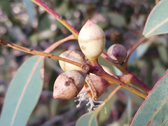 Eucalyptus cosmophylla