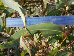 Eucalyptus cosmophylla