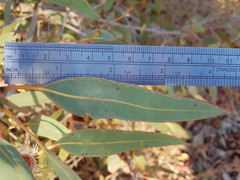 Eucalyptus cosmophylla