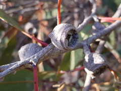 Eucalyptus cosmophylla