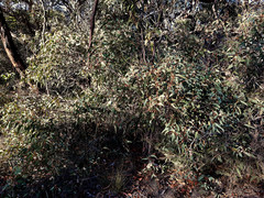 Eucalyptus cosmophylla