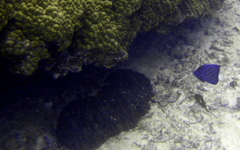 Pomacanthus annularis