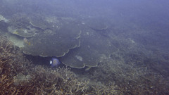 Pomacanthus annularis