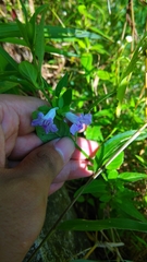 Ruellia repens