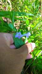 Ruellia repens
