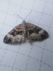 Xanthorhoe biriviata