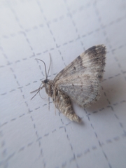 Xanthorhoe biriviata