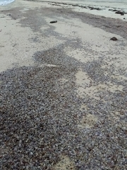Electroma papilionacea