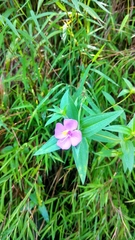 Osbeckia chinensis
